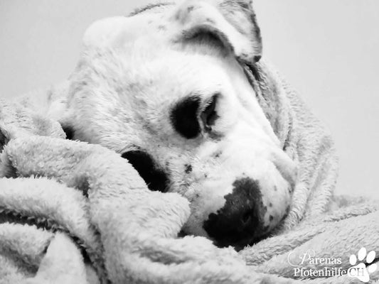 Opfer Samurai Martingale Zugstopp Halsband Aktion 2024