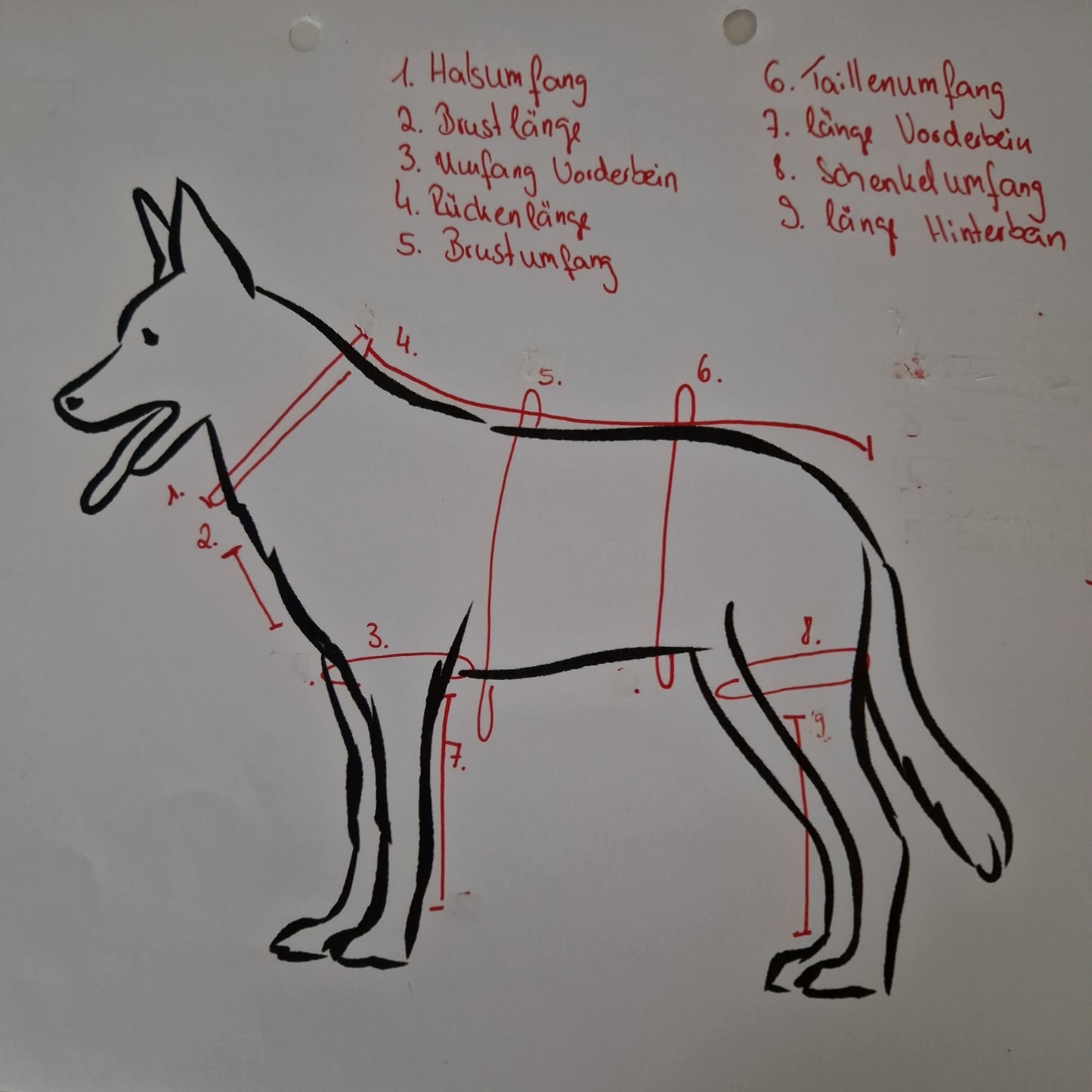 Longsleeve Elefanten grau