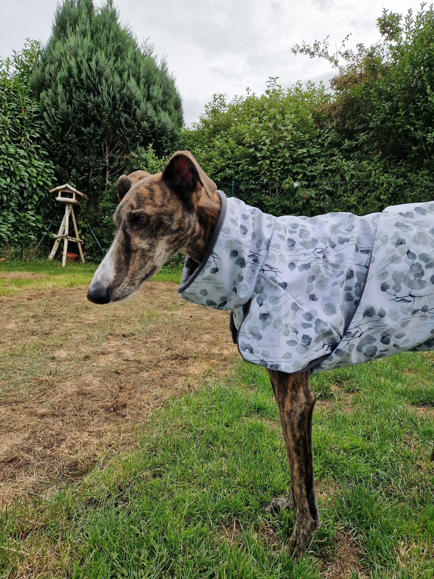 Eukalyptusblätter Größe L