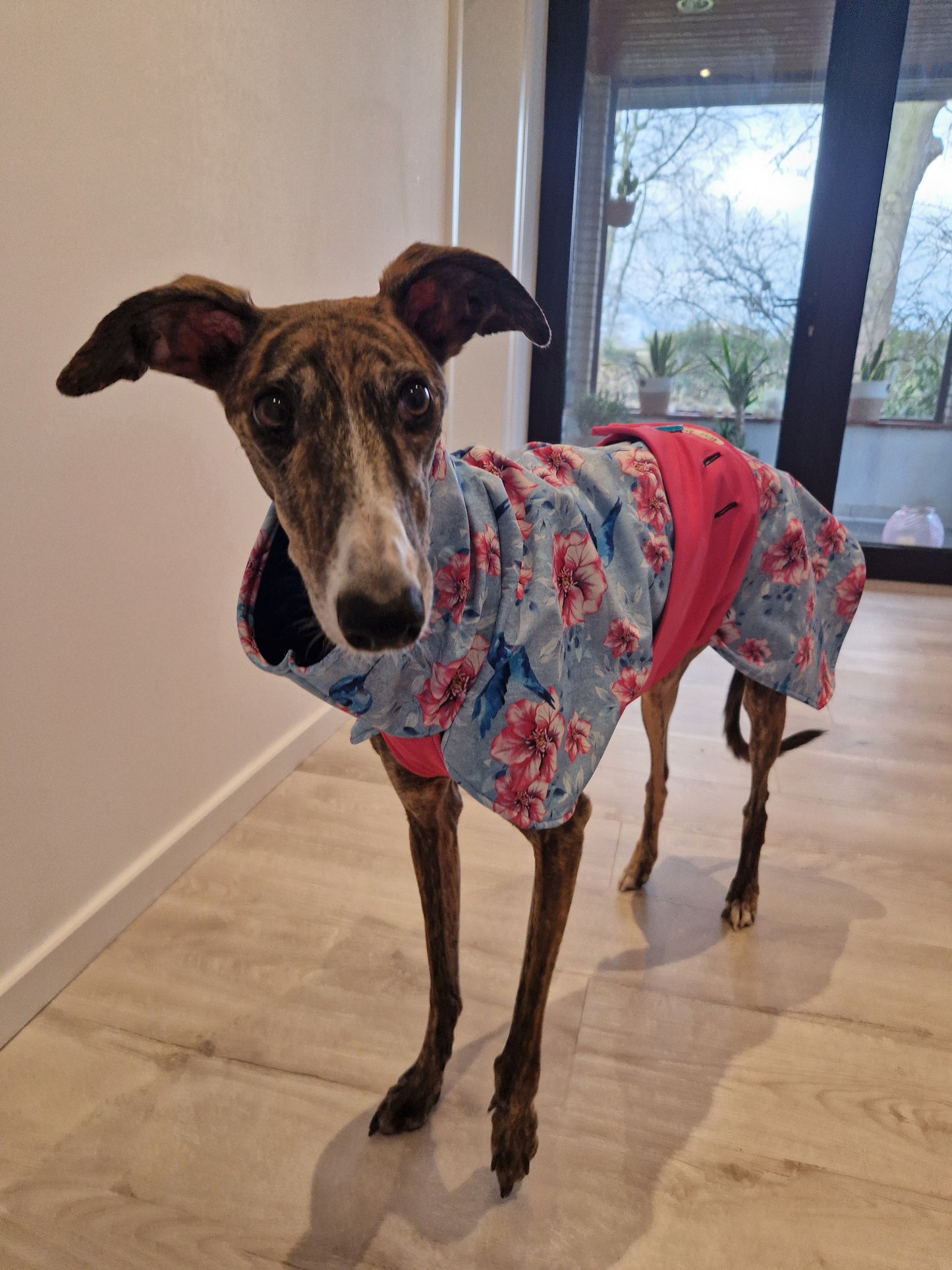 Regenmäntelchen Kolibri Größe M