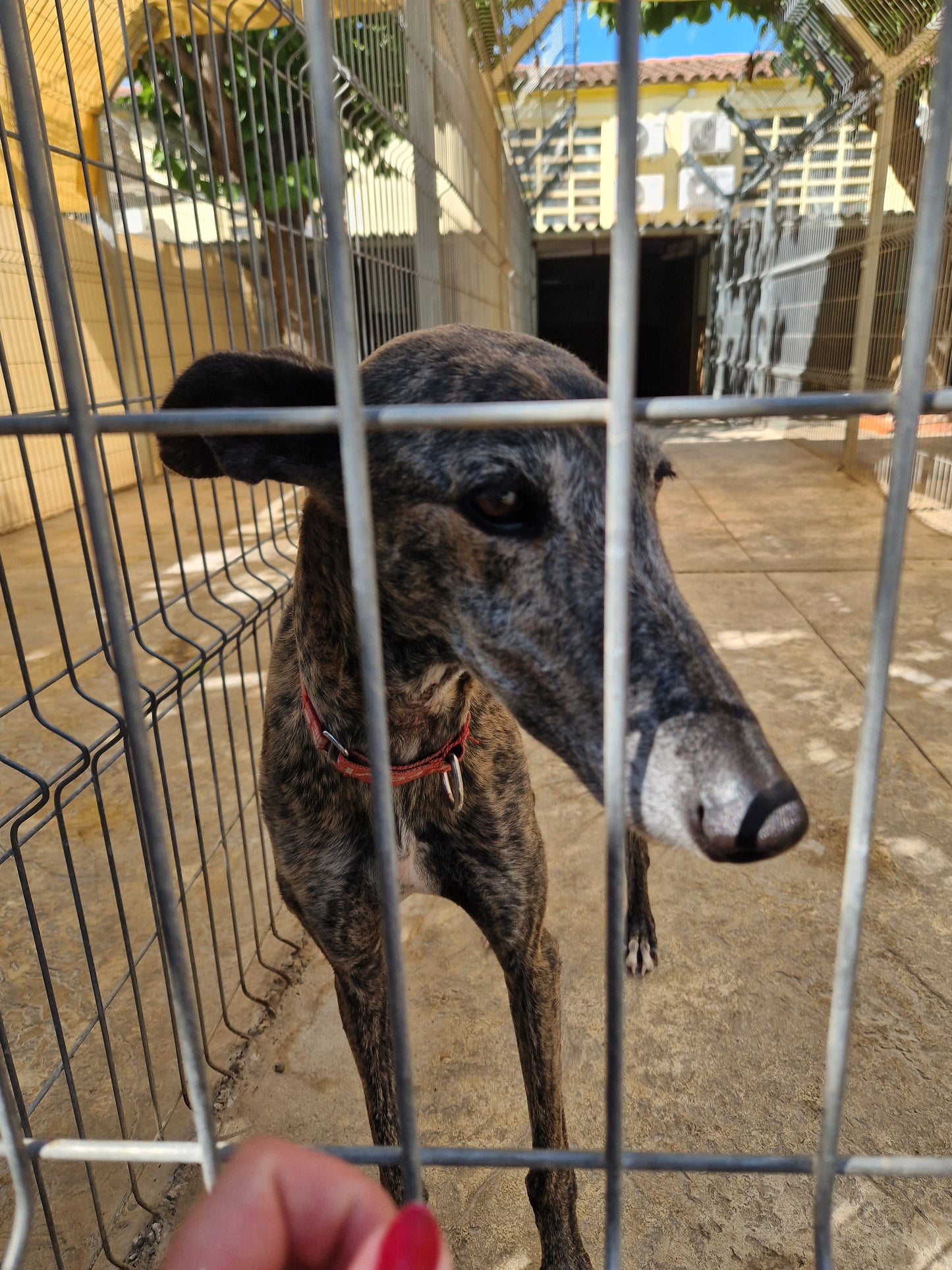 Besuch bei SOS Galgos 17.09.2024