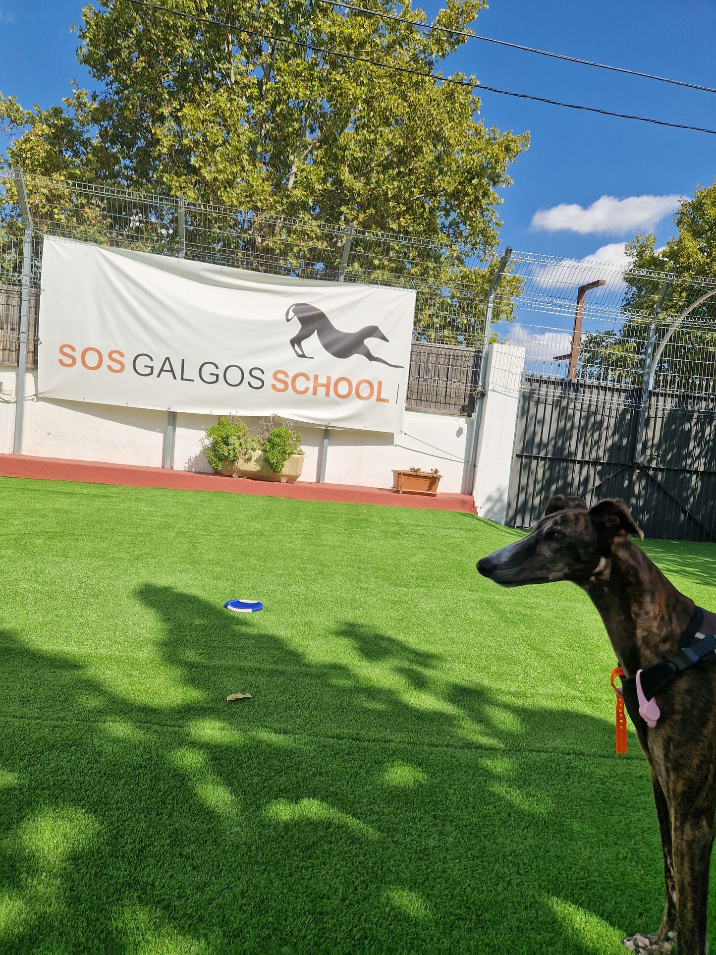 Besuch bei SOS Galgos 17.09.2024