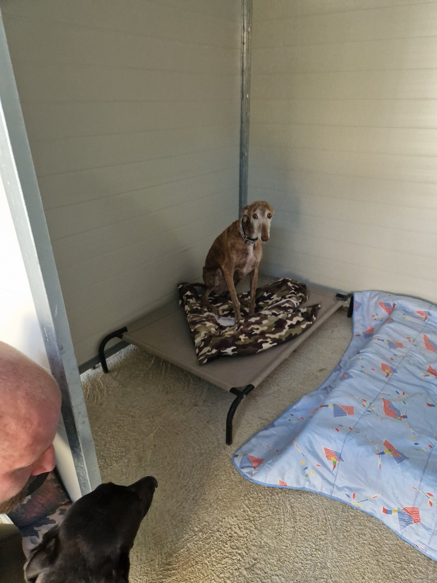 Besuch bei SOS Galgos 17.09.2024