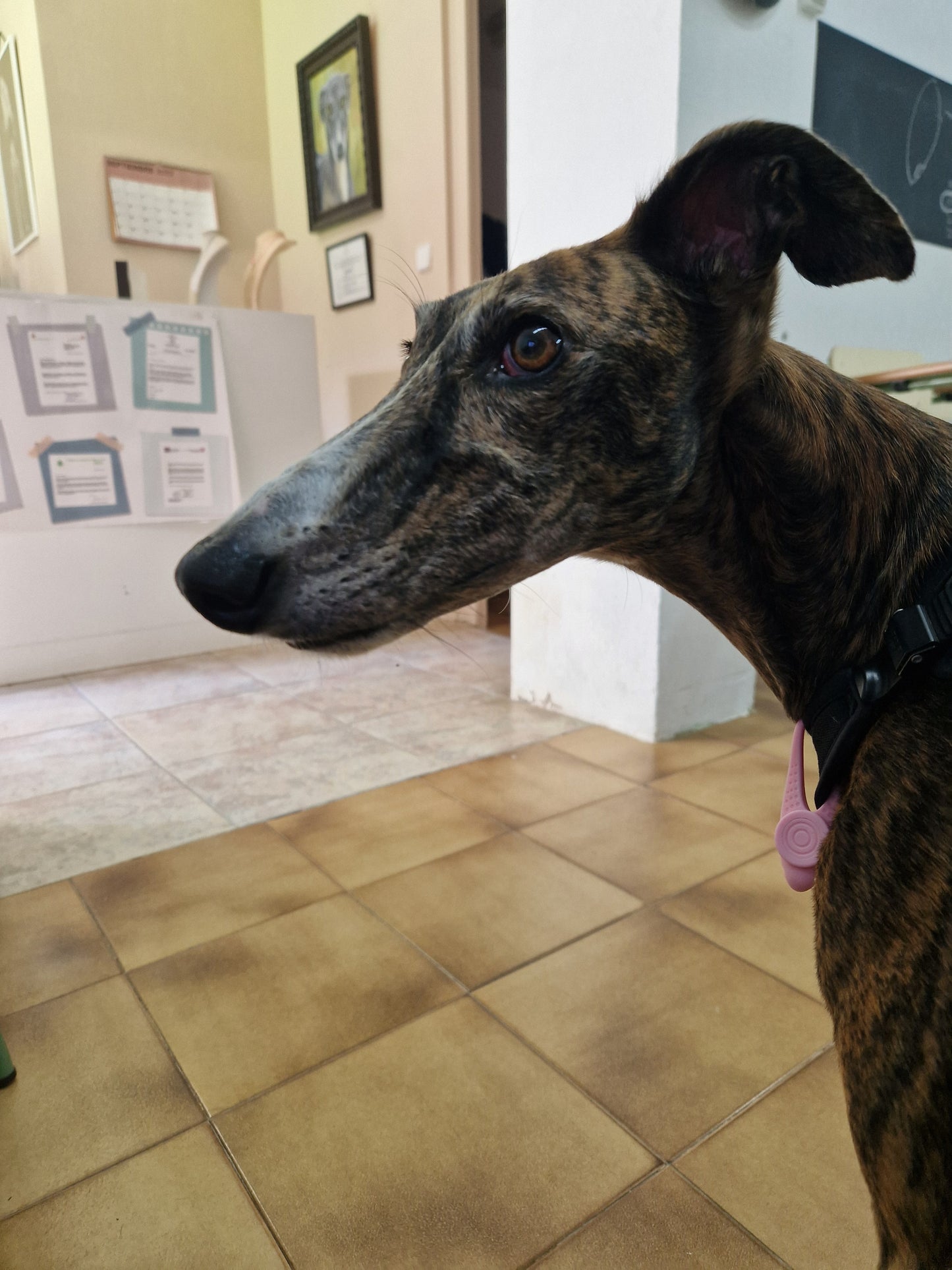 Besuch bei SOS Galgos 17.09.2024