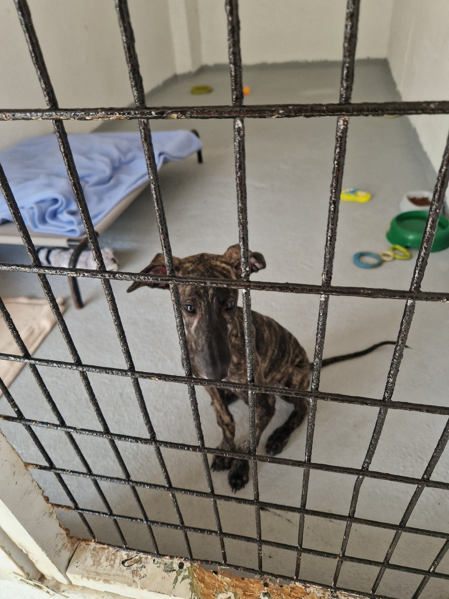 Besuch bei SOS Galgos 17.09.2024