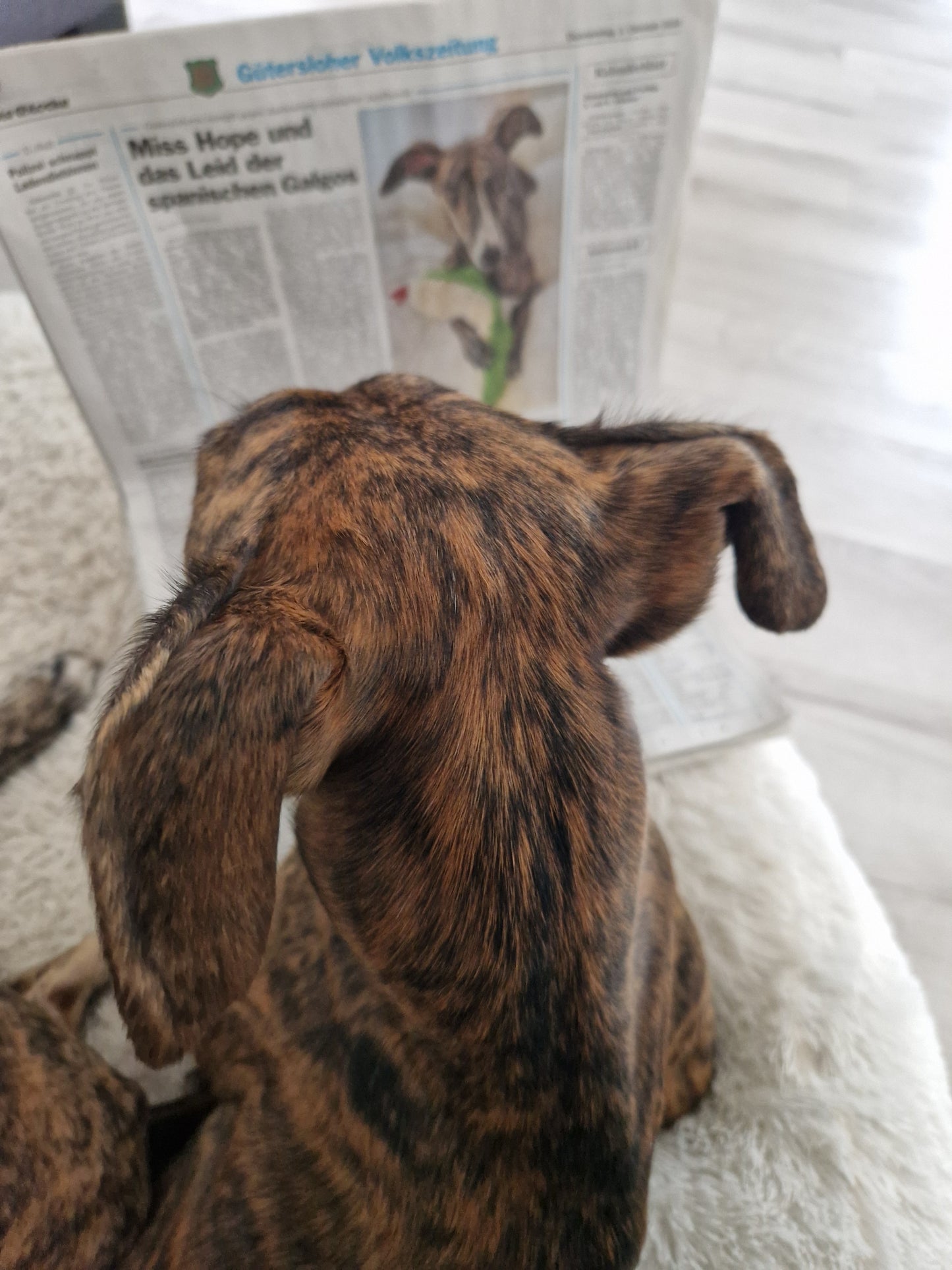 3.10.2024 wir sind in der Zeitung Die Glocke