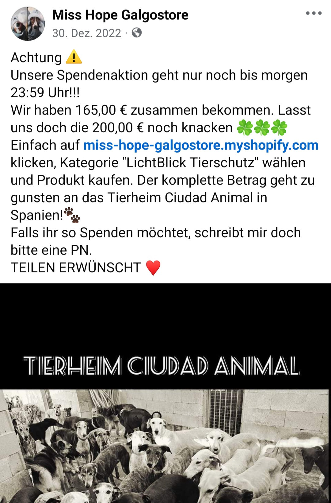 Weihnachtsspendenaktion 2022 Galgo Friends