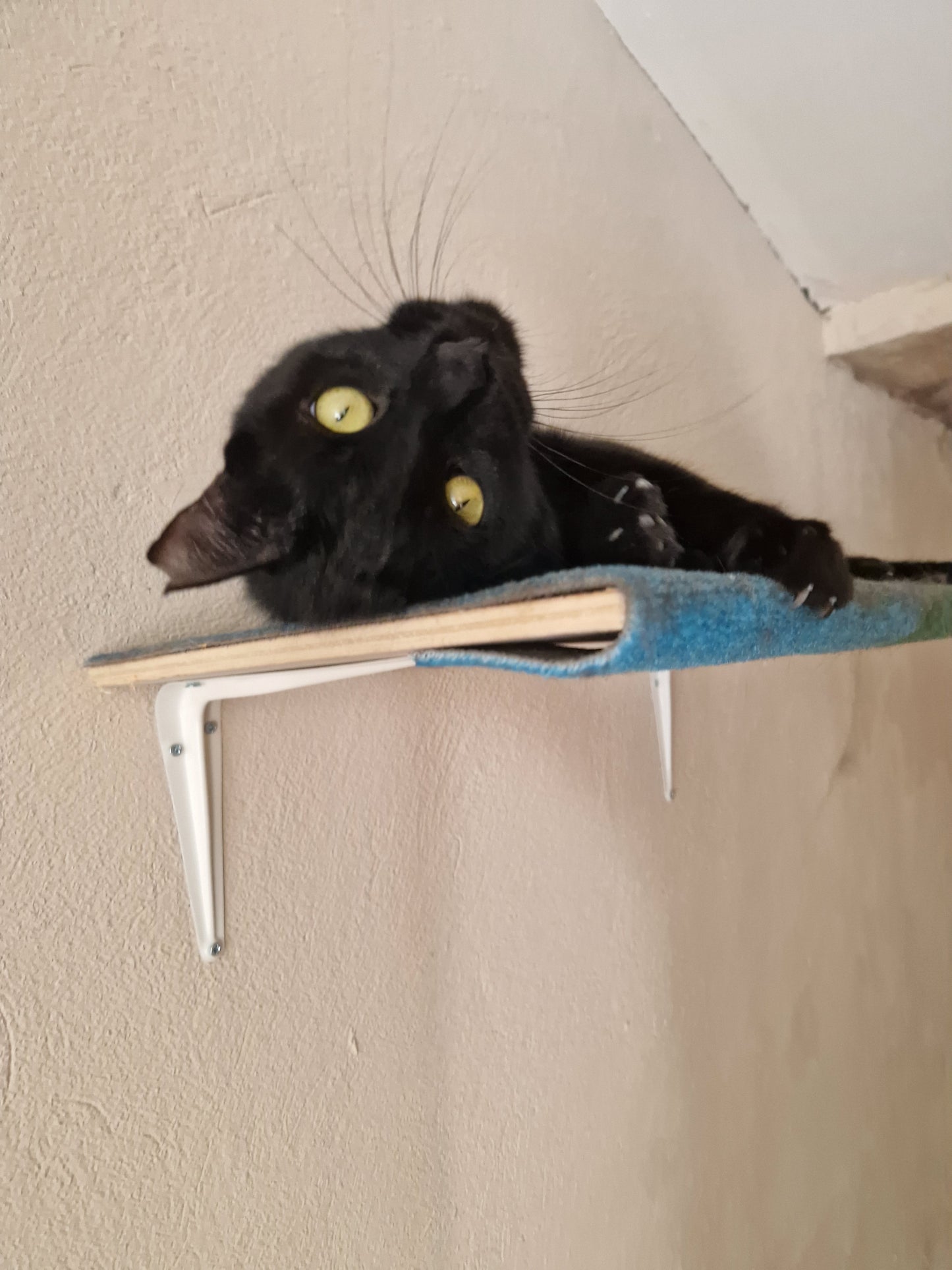 Besuch bei SOS Galgos 17.09.2024