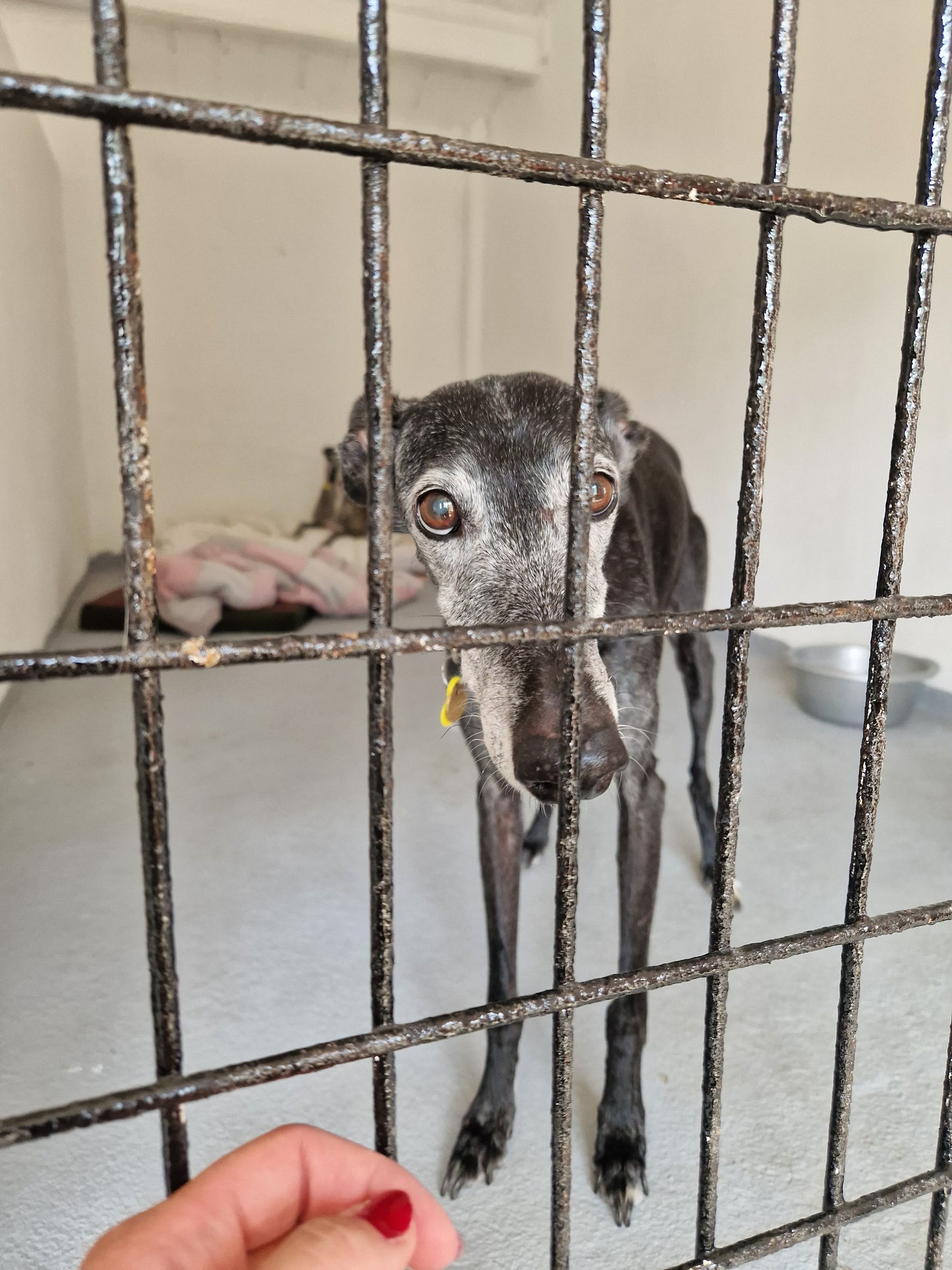 Besuch bei SOS Galgos 17.09.2024