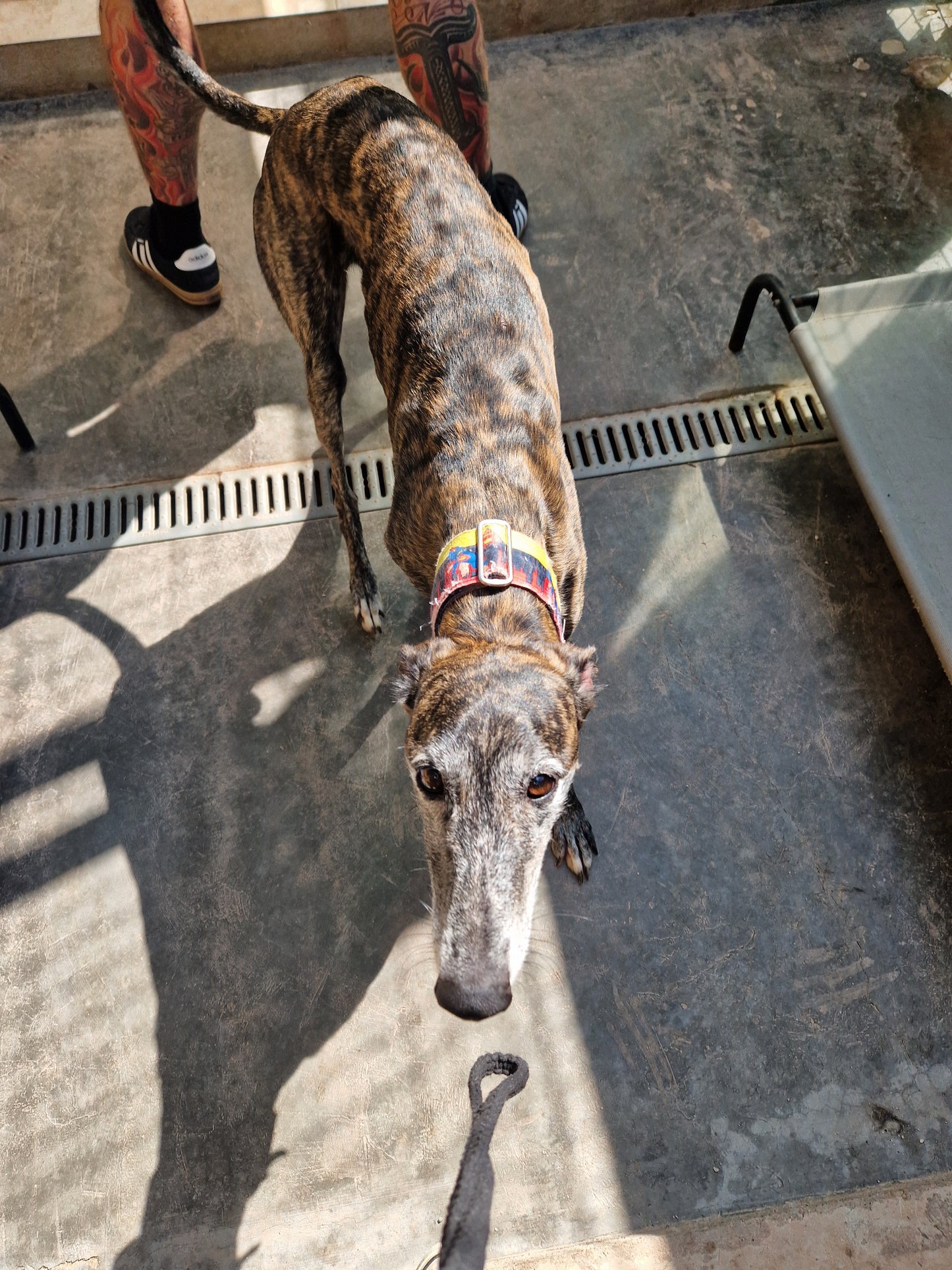 Besuch bei SOS Galgos 17.09.2024