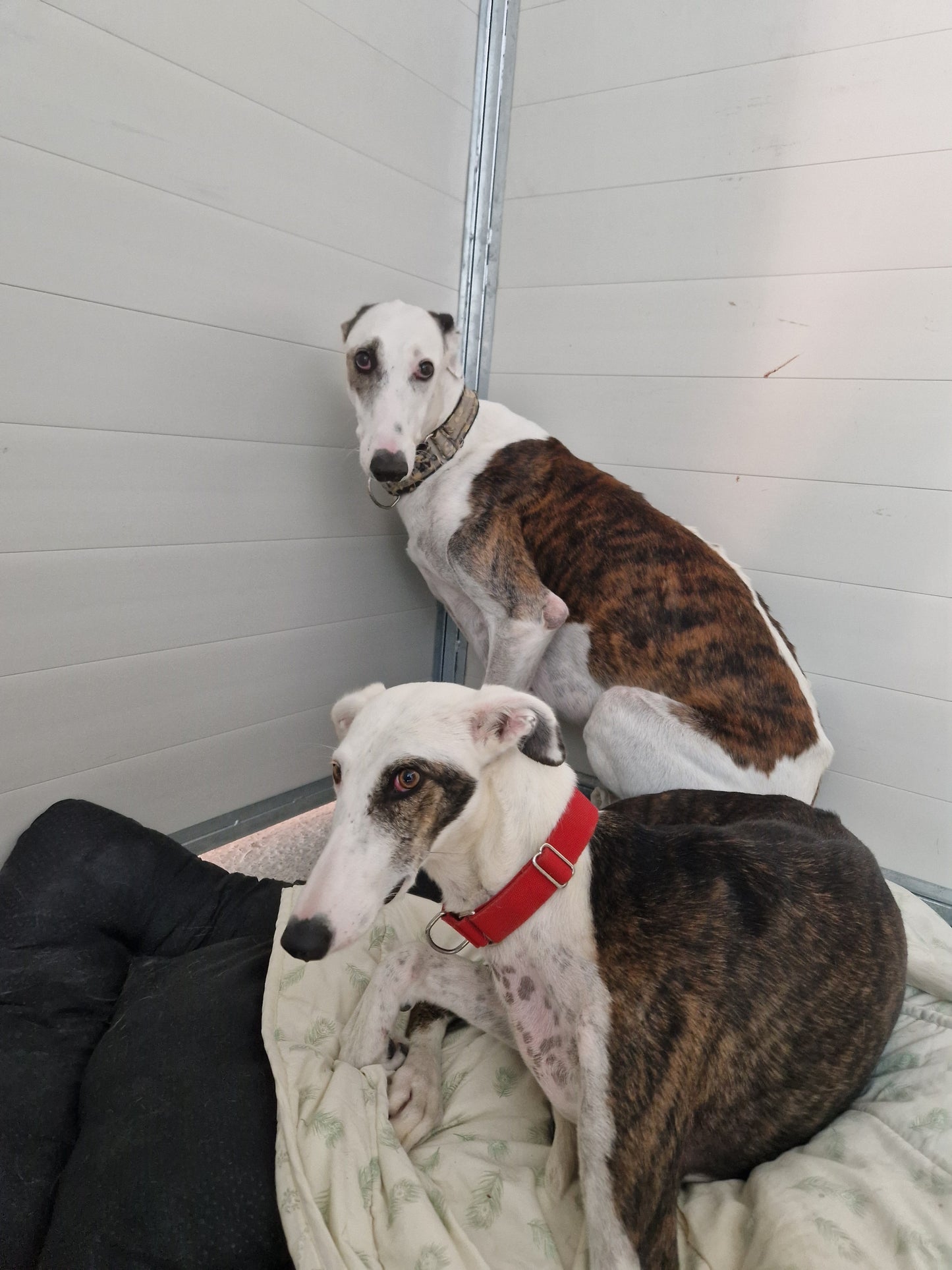 Besuch bei SOS Galgos 17.09.2024