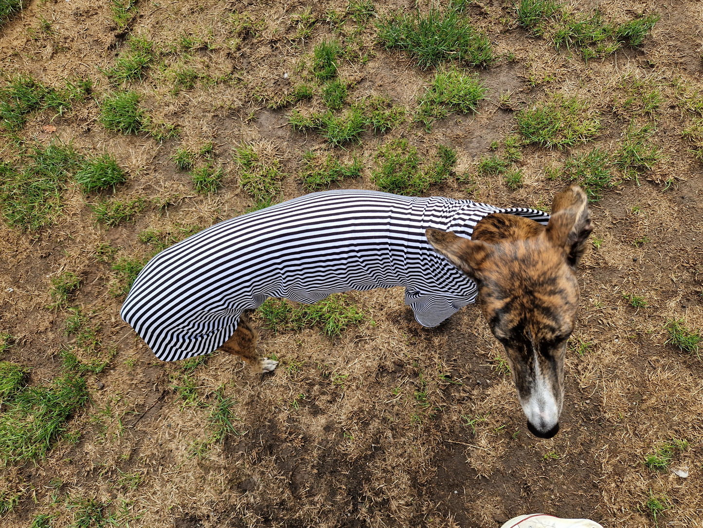 Longsleeve Jailhouse Rock