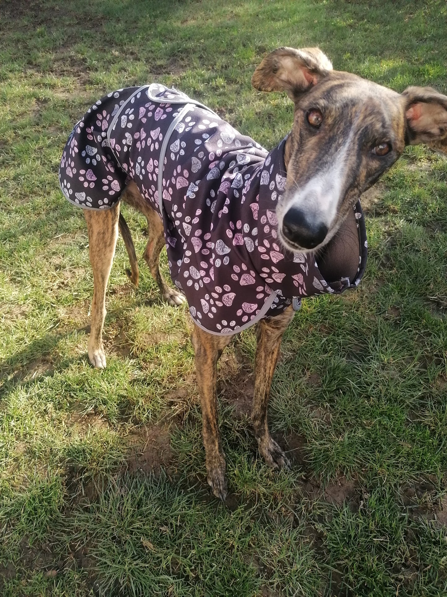 Regenmäntelchen Pfötchen Größe S