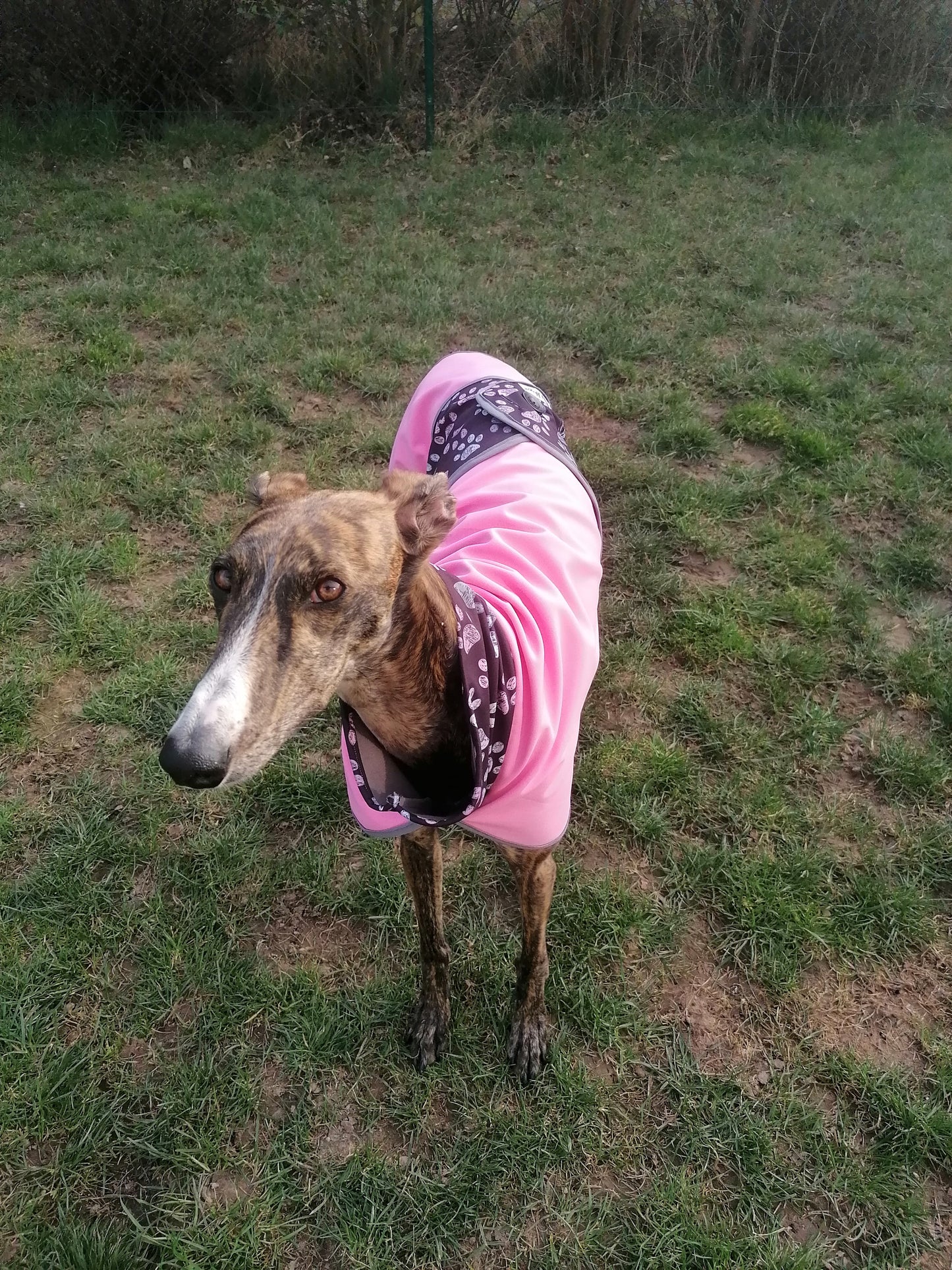 Regenmäntelchen Pfötchengirl  zwei Größe S