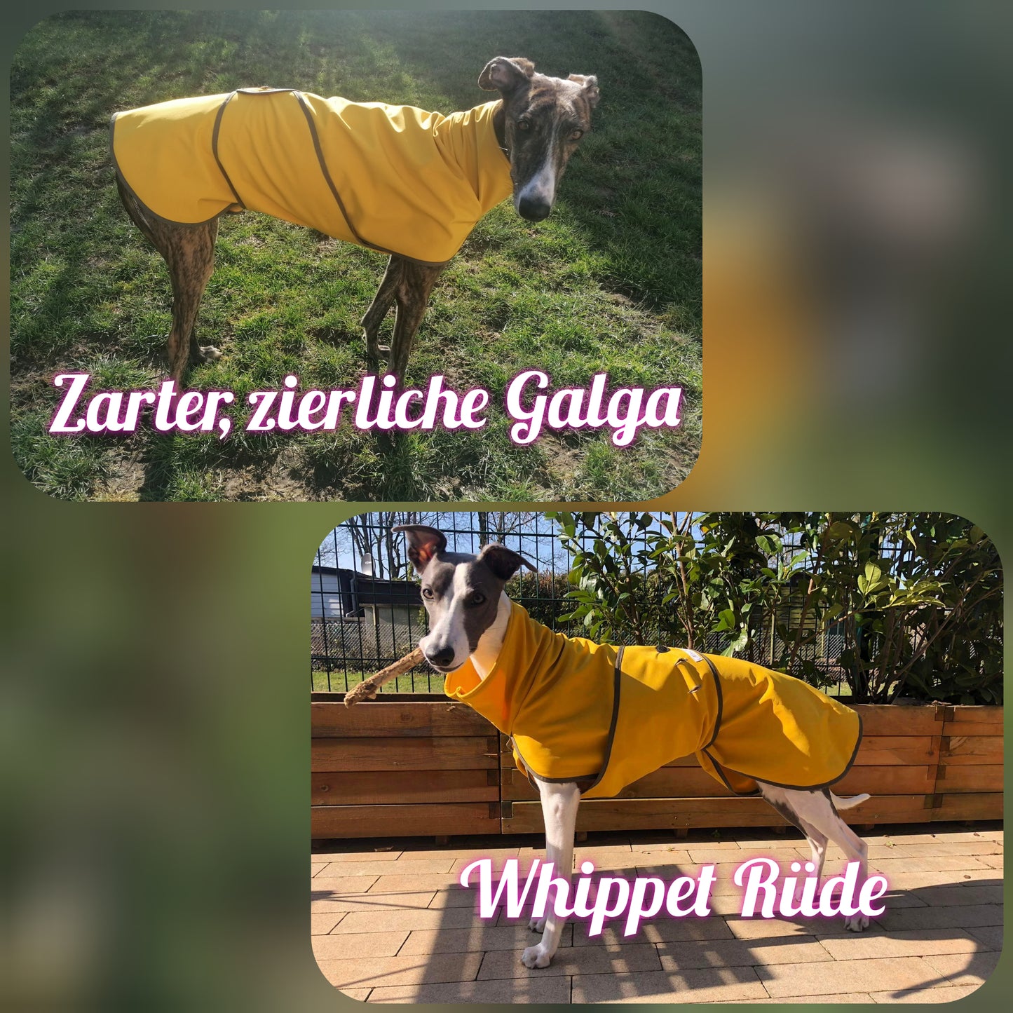 Vergleich kleiner, zarter, zierlicher Galgo / Whippet