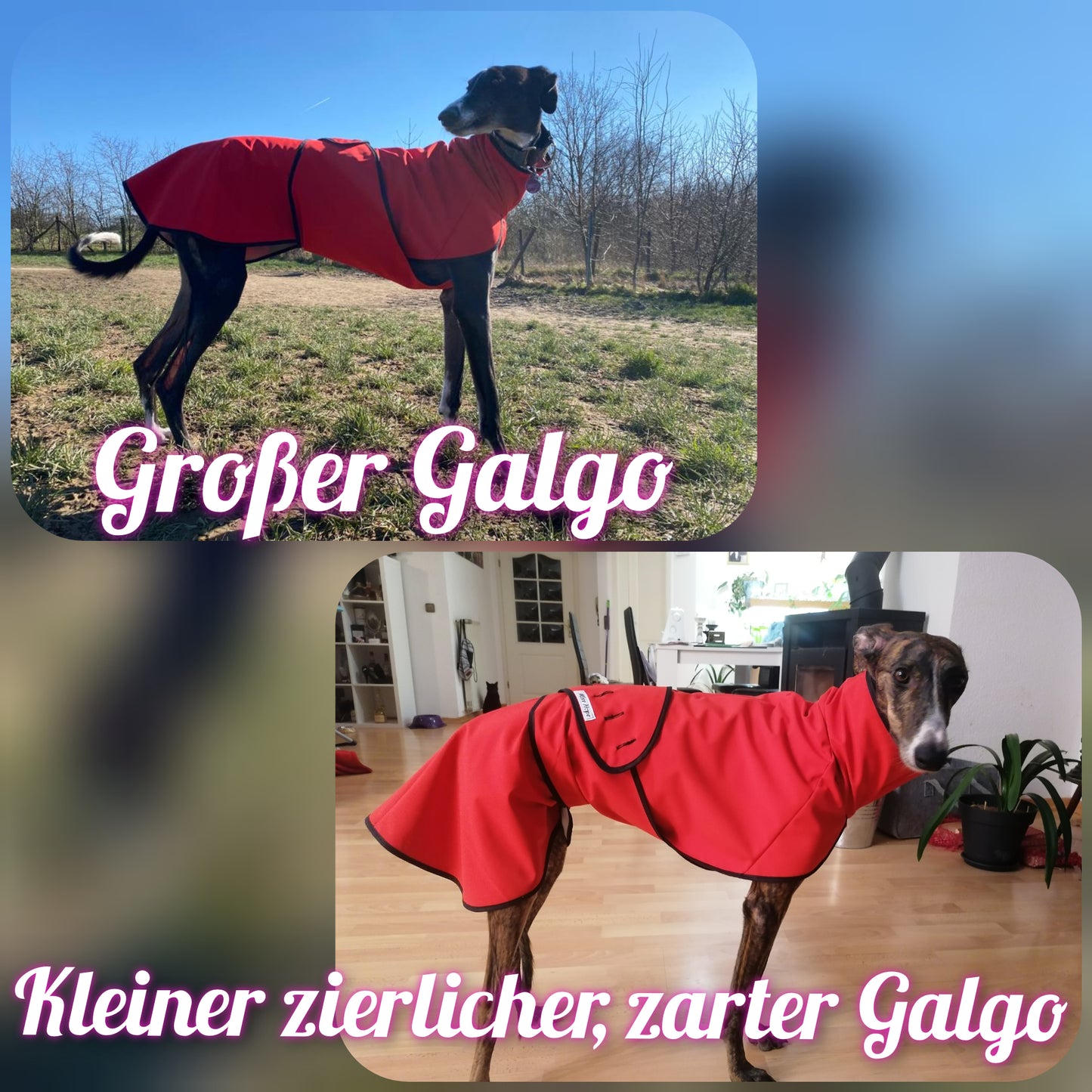 Unterschied großer Galgo / klein zierlich, zart