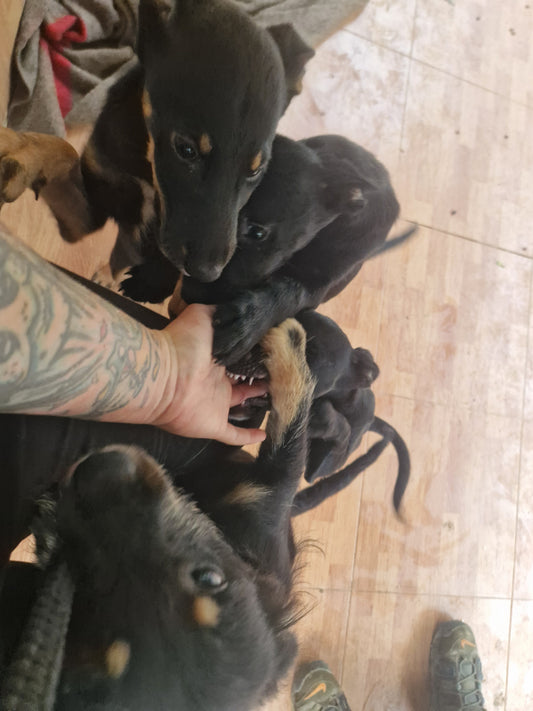 27.10.2024 Abschied Welpen