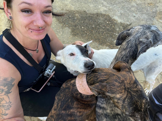 27.10.2024 Hunde rein bringen