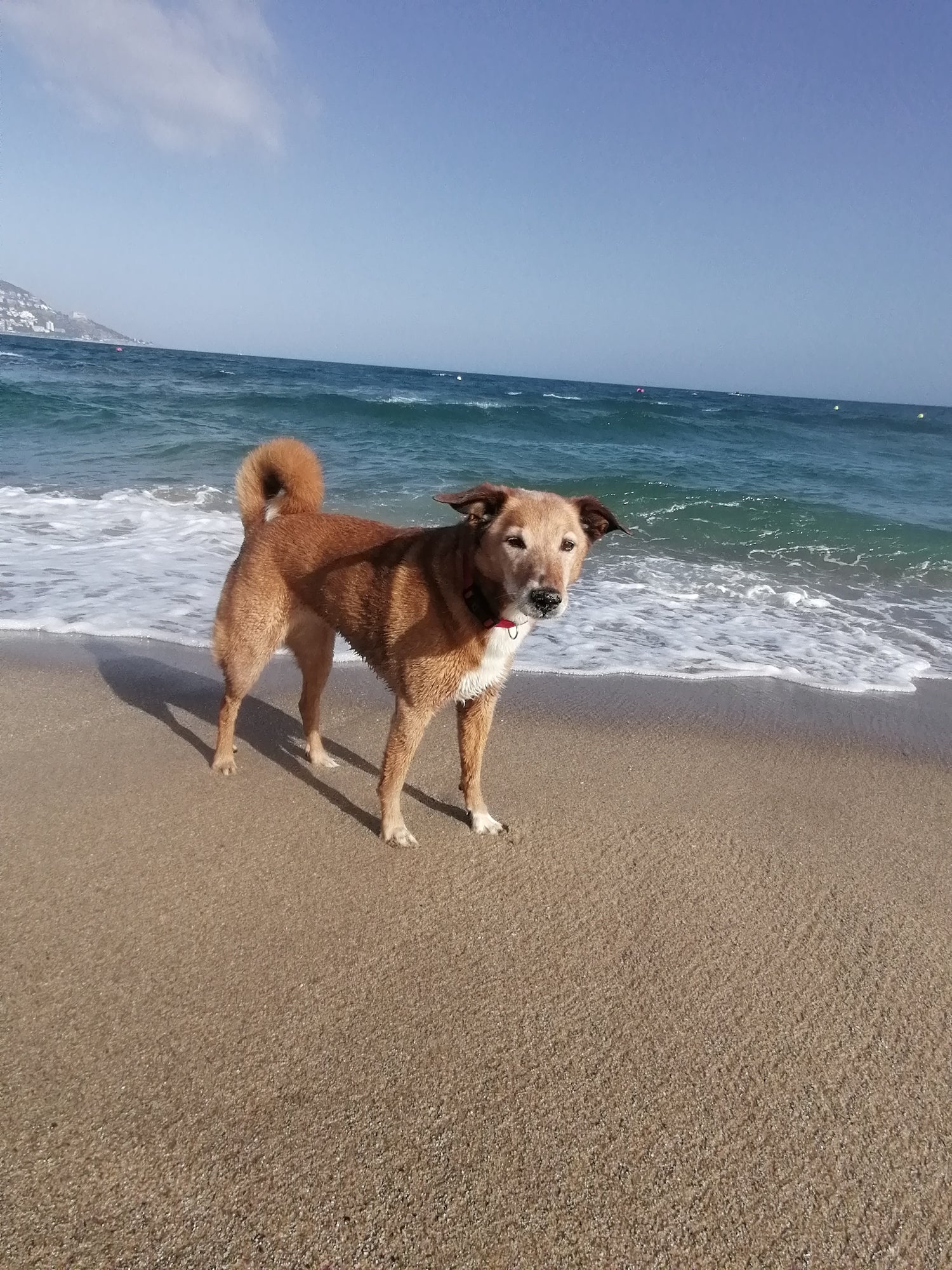 Hundezubehör